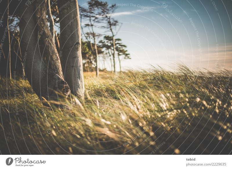 Sommeridylle Natur Landschaft Pflanze Himmel Wolken Schönes Wetter Wind Baum Gras Wald hell Idylle Ferne Baumstamm Nahaufnahme Weststrand Farbfoto Außenaufnahme