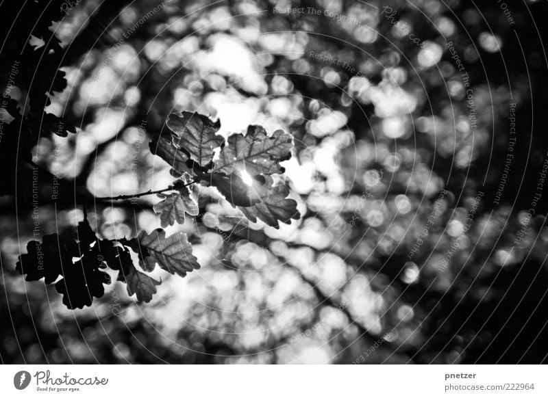 Licht :) Umwelt Natur Landschaft Himmel Sonnenlicht Sommer Herbst Klima Pflanze Baum Blatt Grünpflanze glänzend leuchten außergewöhnlich authentisch fantastisch