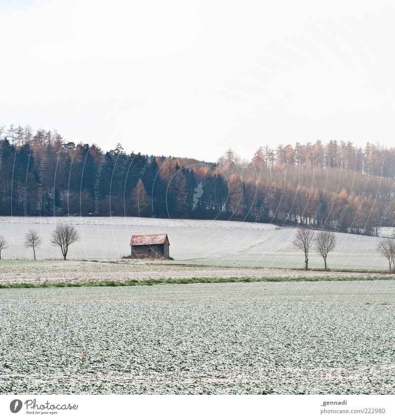 Was lange währt.. Umwelt Natur Landschaft Pflanze Erde Himmel Winter Wetter schlechtes Wetter Eis Frost Schnee Baum frieren kalt weiß Kraft Sicherheit Schutz