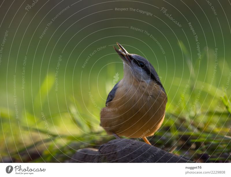 Kleiber Umwelt Natur Pflanze Tier Frühling Sommer Herbst Schönes Wetter Gras Garten Park Wiese Wald Wildtier Vogel Tiergesicht Flügel Krallen 1 ästhetisch