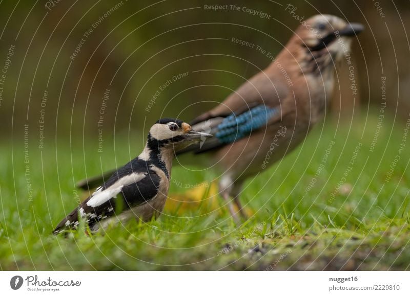 Buntspecht und Eichelhäher Umwelt Natur Tier Frühling Sommer Herbst Schönes Wetter Pflanze Gras Garten Park Wiese Wald Wildtier Vogel Tiergesicht Flügel 2