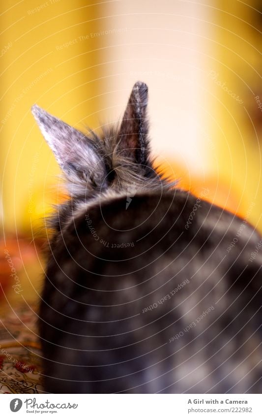 Introducing Cooper Haustier Nagetiere 1 Tier liegen warten braun mehrfarbig gelb schwarz schön Ohr hören Fell scheckig Hase & Kaninchen Farbfoto Innenaufnahme