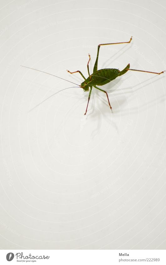 Entschuldigung, ich bin grad auf dem Sprung Tier Heimchen Heuschrecke Insekt 1 hocken sitzen grün weiß Natur Umwelt Fühler Sprungbein Farbfoto Menschenleer