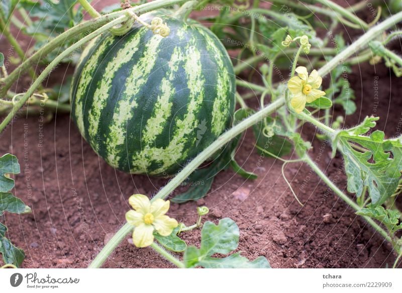 Wassermelonenpflanze Gemüse Frucht Dessert Essen Vegetarische Ernährung Lifestyle Sommer Garten Gartenarbeit Natur Pflanze Blatt Blüte Wachstum frisch natürlich