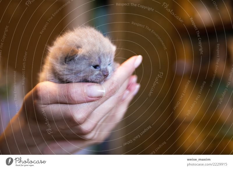 Kitz-farbiges britisches Kätzchen in der Hand der Männer, kleines Kätzchen Glück schön Leben Kind Mensch Baby 1 Natur Tier Haustier Katze Tiergesicht Tierjunges