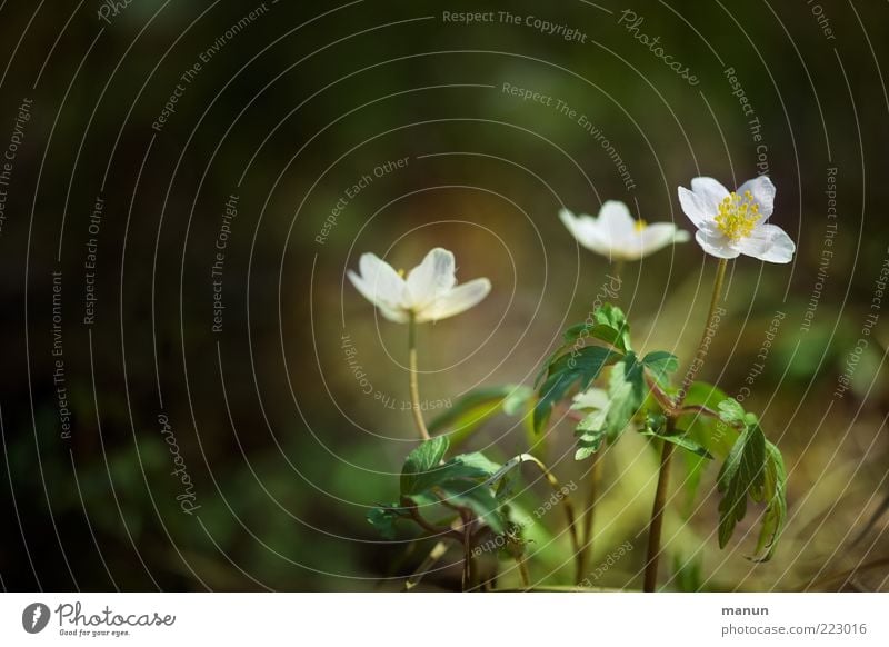 frühe Blüte Natur Frühling Pflanze Blume Blatt Wildpflanze Waldblume Frühlingsblume Frühlingsgefühle Frühblüher Buschwindröschen Blühend einfach natürlich schön