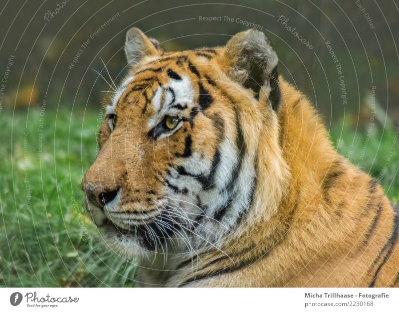 Sibirischer Tiger Porträt Umwelt Natur Tier Sonne Sonnenlicht Schönes Wetter Pflanze Gras Wiese Wildtier Tiergesicht Fell Amurtiger Auge Ohr Maul 1 beobachten