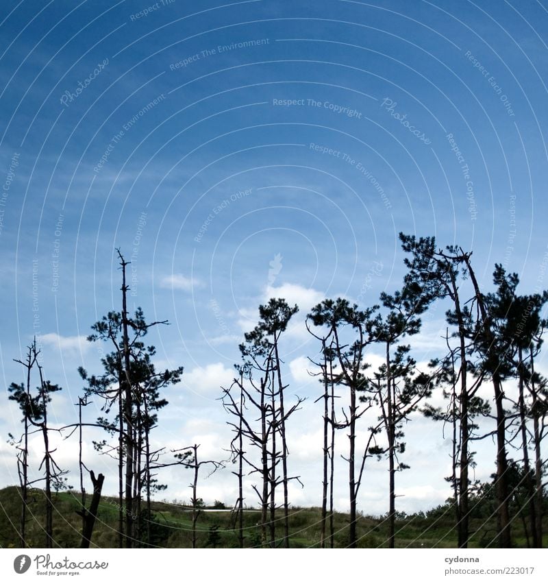 Luft nach oben Umwelt Natur Landschaft Himmel Wind Baum Hügel ästhetisch Einsamkeit einzigartig nachhaltig ruhig Vergänglichkeit Wachstum Wandel & Veränderung