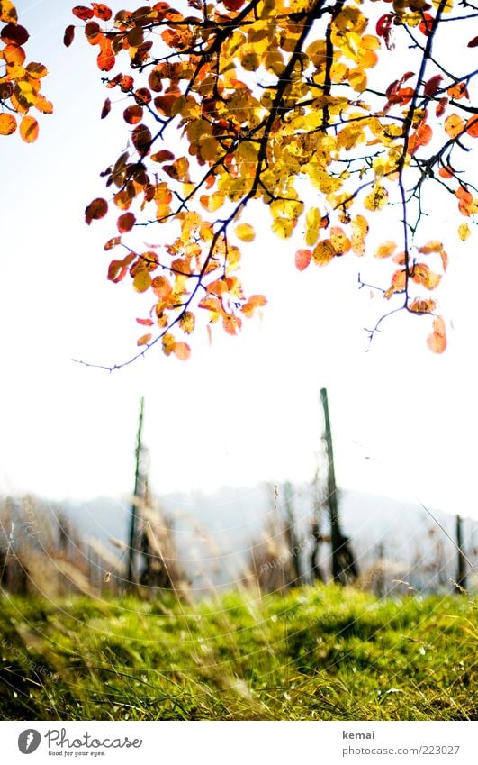 Leuchtender Blättergruß Umwelt Natur Landschaft Pflanze Herbst Schönes Wetter Gras Blatt Grünpflanze Wildpflanze Wiese Feld Wein leuchten Wachstum hell gelb