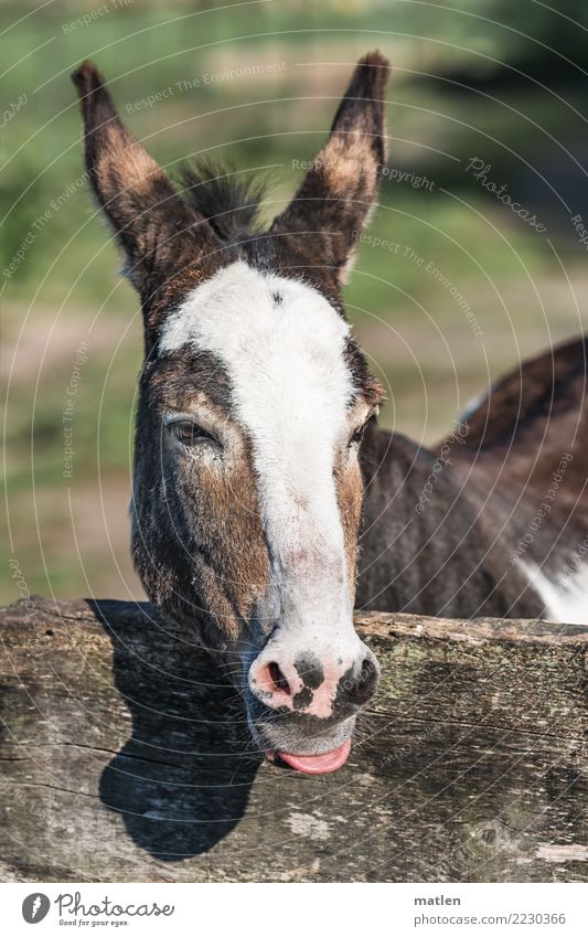 bäh Tier Haustier 1 Fröhlichkeit niedlich braun grau grün rosa weiß Esel Zunge rausstrecken Zaun Farbfoto Außenaufnahme Nahaufnahme Menschenleer