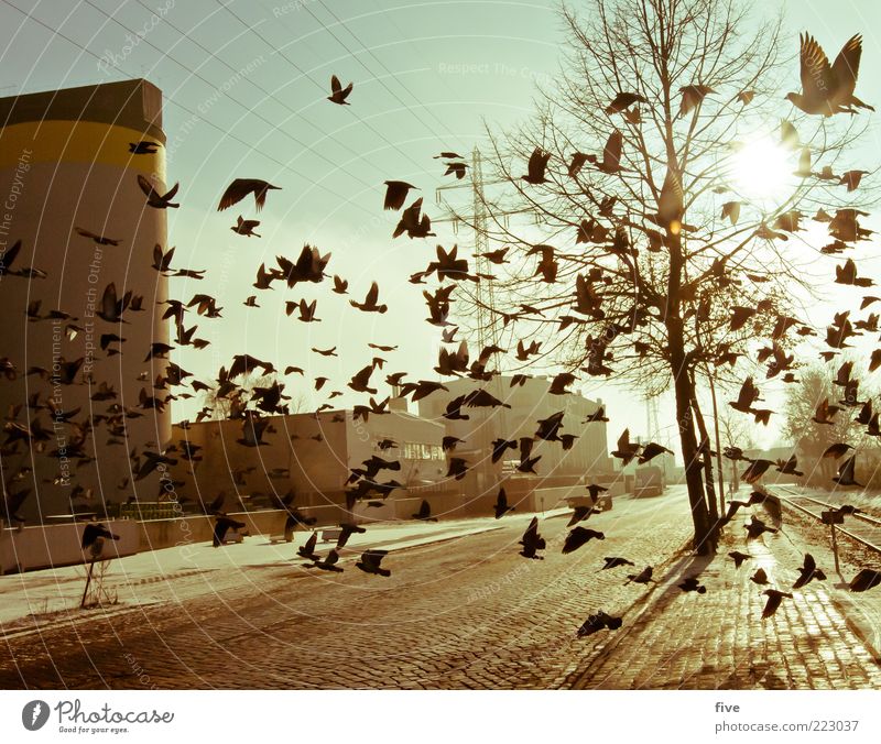 Hamburg City Birds Natur Himmel Winter Pflanze Baum Stadt Hafenstadt Stadtrand Industrieanlage Fabrik Bauwerk Gebäude Tier Vogel Taube Tiergruppe fliegen