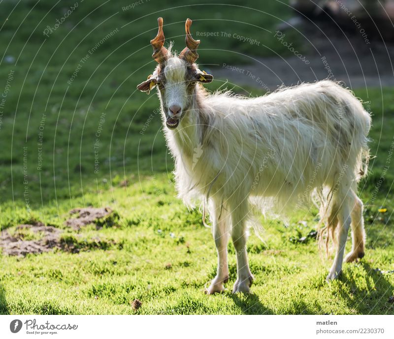 Ziege geniesst Herbstsonne Tier Haustier Tiergesicht Fell 1 braun gelb grün weiß Ziegen Horn Sonnenbad Wiederkäuer Farbfoto Außenaufnahme Nahaufnahme