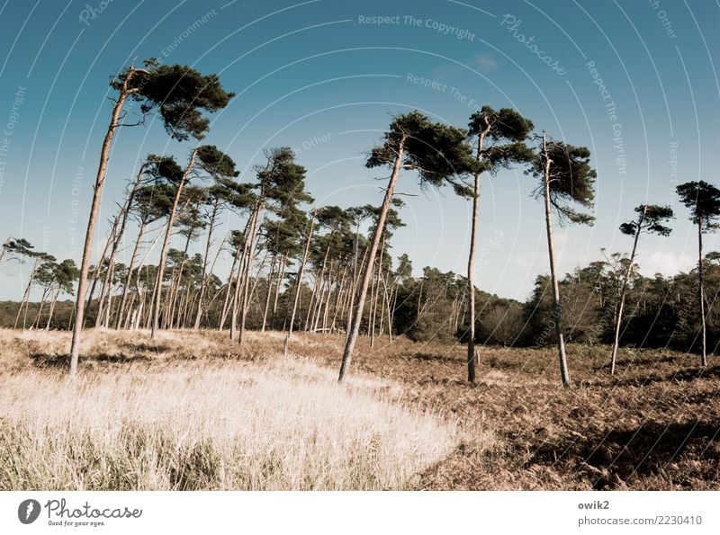 Zahnstocher Umwelt Natur Landschaft Pflanze Schönes Wetter Baum Gras Sträucher Ostsee Weststrand Bewegung stehen dünn frei Zusammensein groß hoch natürlich