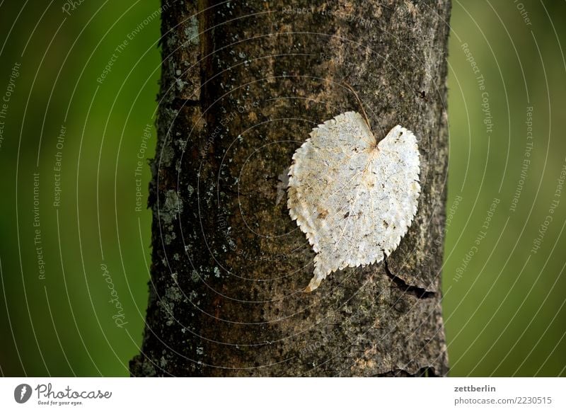 Opportunistisches Herz Ast Baum Baumstamm Blatt Zweig herzförmig Romantik Park Wald grün Natur