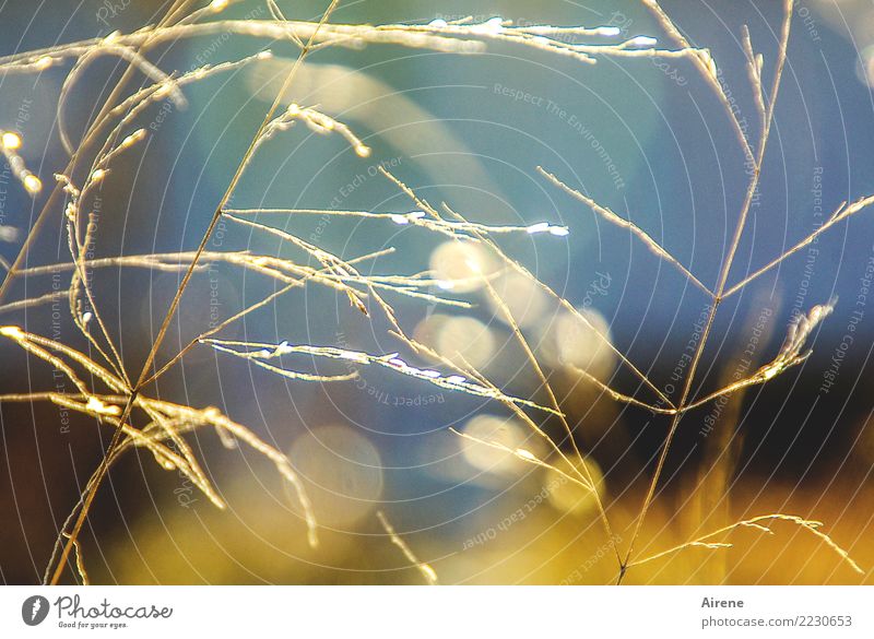 Goldstroh Strohgold Pflanze Sonnenlicht Halm Wiese leuchten glänzend hell natürlich positiv blau Glück Natur Farbfoto Außenaufnahme Tag Lichterscheinung