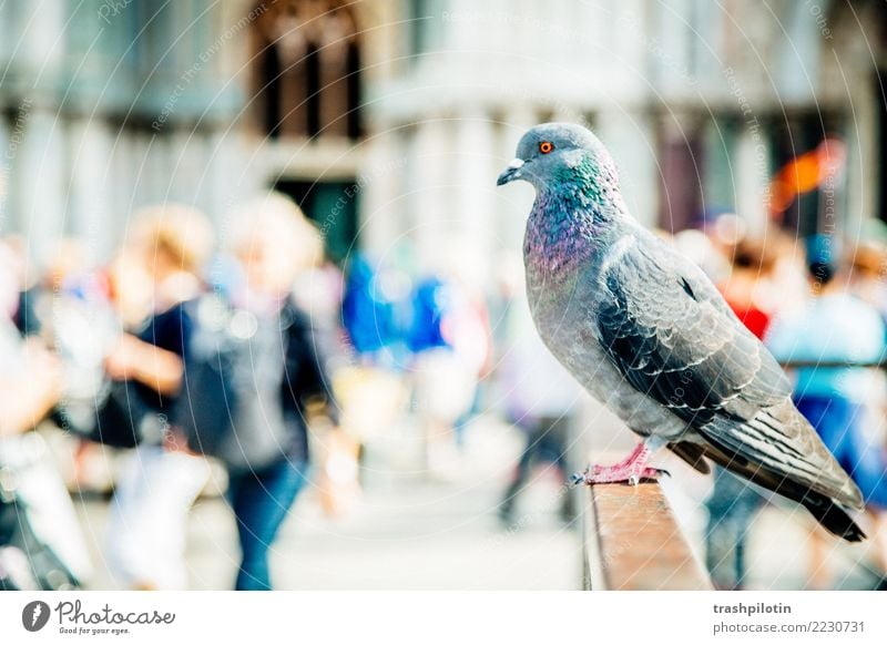 Taube am Markusplatz Ferien & Urlaub & Reisen Tourismus Ausflug Abenteuer Ferne Freiheit Sightseeing Städtereise Kreuzfahrt Tier Haustier Nutztier Wildtier 1