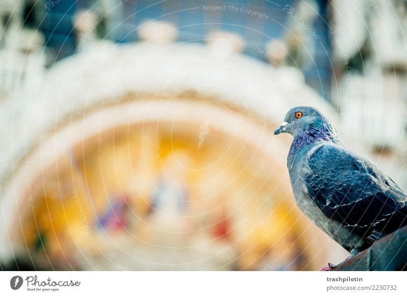 Taube am Markusplatz Ferien & Urlaub & Reisen Venedig Italien Europa Tier Nutztier Wildtier 1 2017 Farbfoto Tag Tierporträt