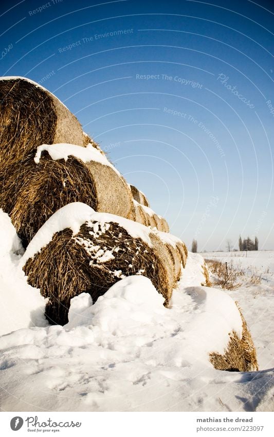 WINTER Umwelt Natur Landschaft Himmel Wolkenloser Himmel Horizont Winter Klima Schönes Wetter Eis Frost Schnee Pflanze Baum Sträucher Wiese Feld Coolness kalt