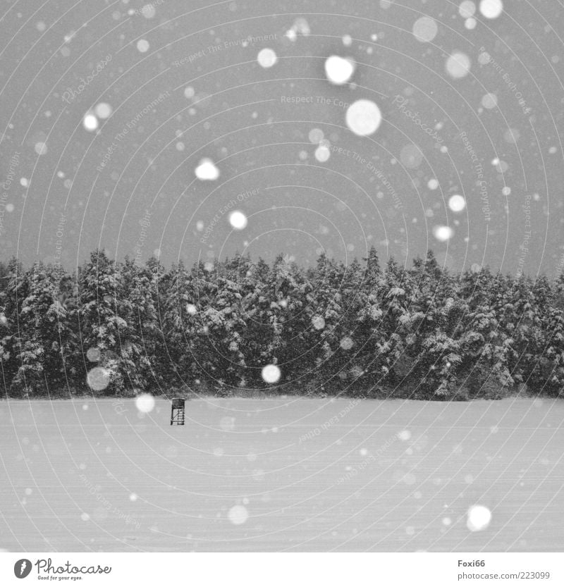 Stille Winter Schnee Landschaft Schneefall Baum Feld Wald Menschenleer atmen Bewegung genießen dunkel kalt natürlich schwarz weiß Gefühle Begeisterung Sehnsucht