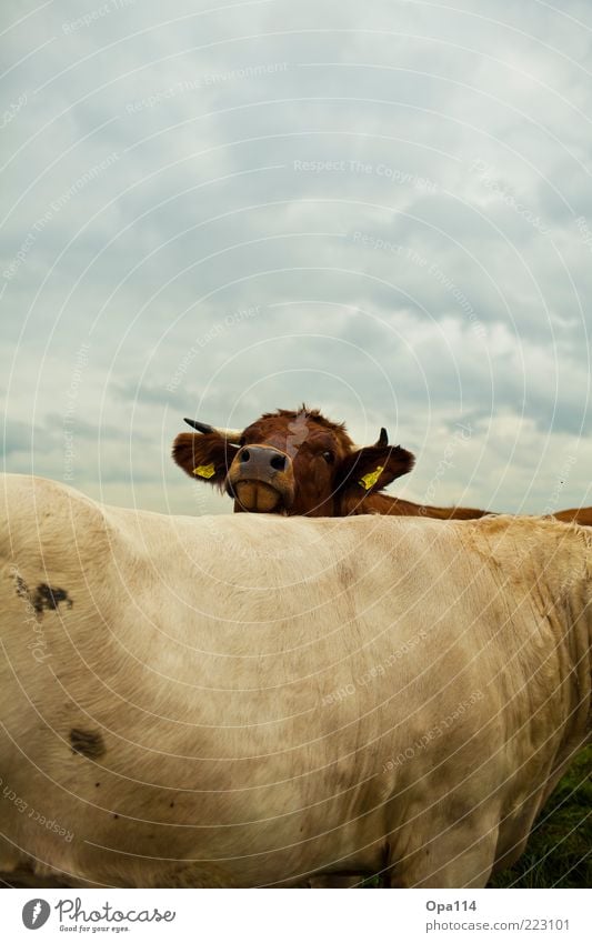 Suchst du mich? Umwelt Natur Landschaft Luft Himmel Wolken Gewitterwolken schlechtes Wetter Wiese Tier Nutztier Kuh 2 Tiergruppe Herde Tierpaar Tierfamilie