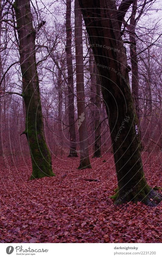 Junge und Alte Bäume Förster Forstwirtschaft Wald Landwirtschaft Landschaft Erde Himmel Herbst Winter Baum alt ästhetisch bedrohlich dünn authentisch fest