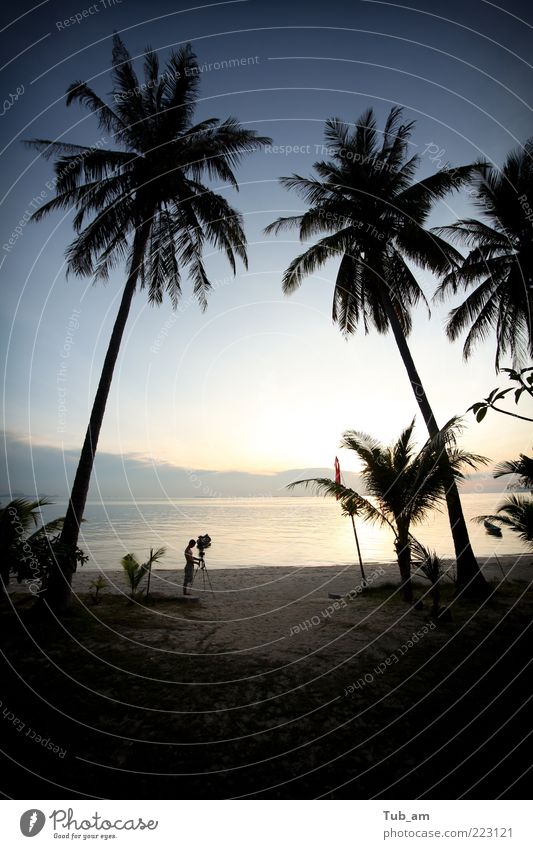 Der Direktor Ferien & Urlaub & Reisen Strand Kunst Landschaft Sonnenaufgang Sonnenuntergang Baum Kokospalme Meer friedlich Reinheit Pangan phi Samui Thailand