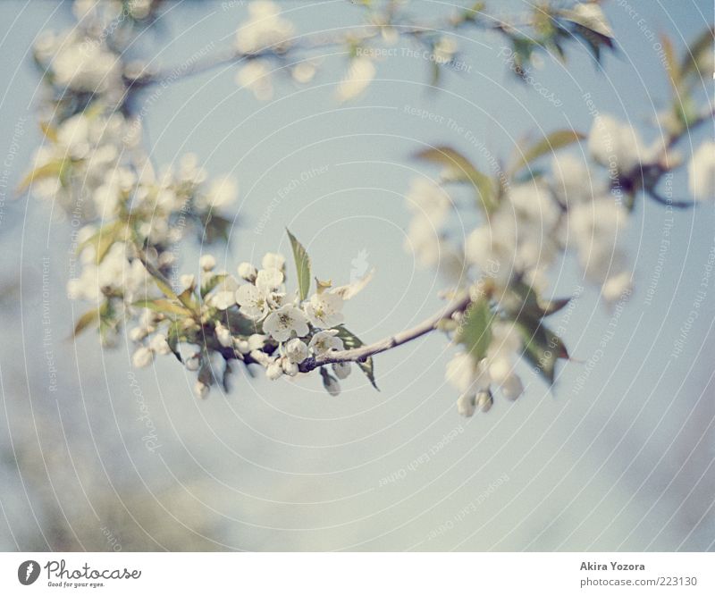 Blütenkette Natur Pflanze Himmel Frühling Schönes Wetter Baum Blatt Kirschbaum Kirschblüten Blühend hängen Wachstum ästhetisch hell schön blau grün weiß