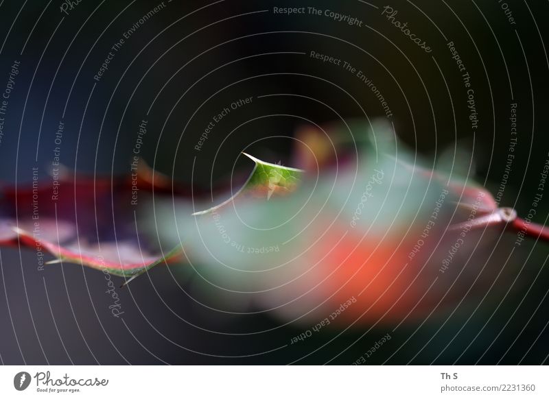 Blatt Natur Pflanze Herbst Winter Bewegung Blühend verblüht ästhetisch authentisch einfach elegant natürlich blau grün rot schwarz weiß Gelassenheit geduldig