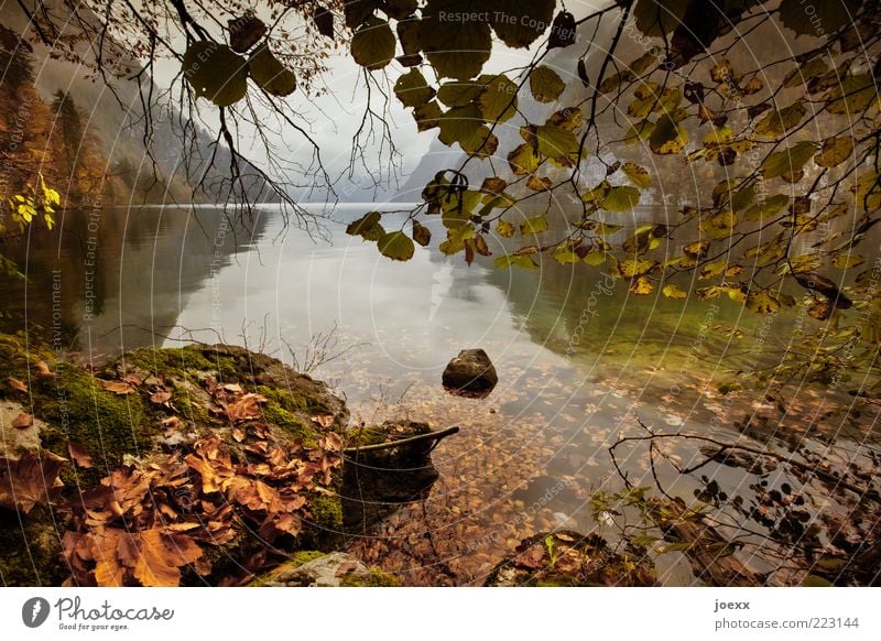 Trinkwasser Natur Landschaft Wasser Himmel Herbst Wetter Baum Moos Berge u. Gebirge Seeufer nass braun grün ruhig Erholung Nostalgie Ferien & Urlaub & Reisen