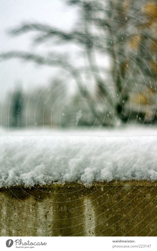 Neuschnee Winter Schnee Schneefall Mauer Wand frieren außergewöhnlich nass trist grün weiß ästhetisch Schneedecke Sträucher Baum Unschärfe Farbfoto mehrfarbig