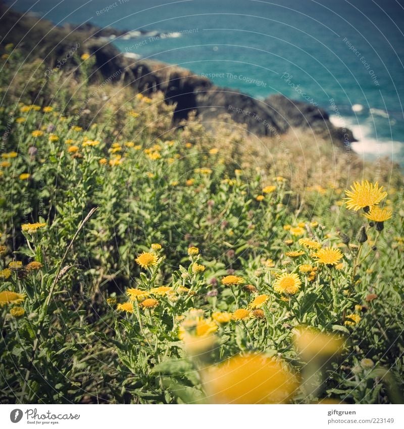 sommer am meer Umwelt Natur Landschaft Urelemente Wasser Sommer Schönes Wetter Pflanze Blume Blatt Blüte Wildpflanze Wiese Wellen Küste Bucht Meer Wachstum gelb