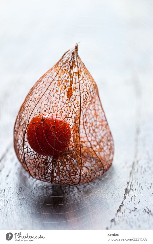 Beere der Lampionblume Herbst Pflanze Physalis Kelchblatt Beeren Holz leuchten dehydrieren braun orange weiß Vergänglichkeit zierlich filigran Hülle verschönern