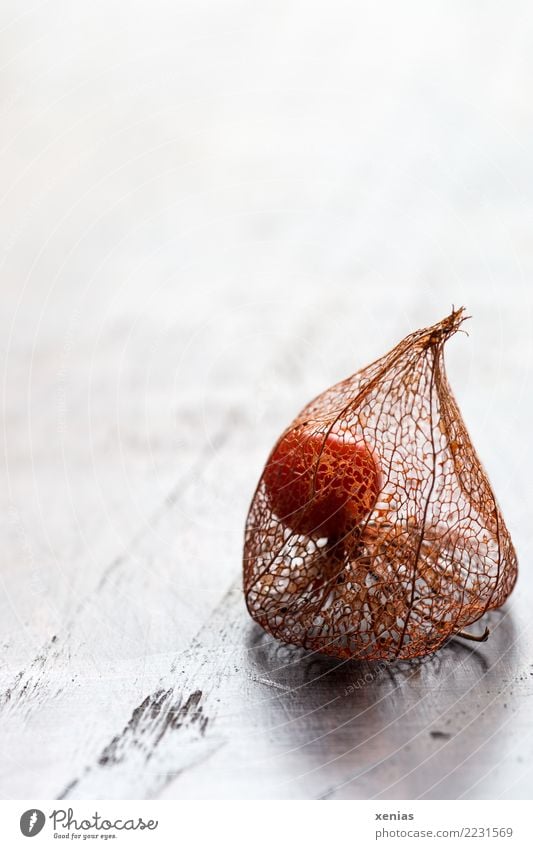 Physalis mit Fruchthülle Herbst Lampionblume Fruchtstand Holz hell trocken braun orange weiß filigran eingeschlossen Nachtschattengewächse Farbfoto