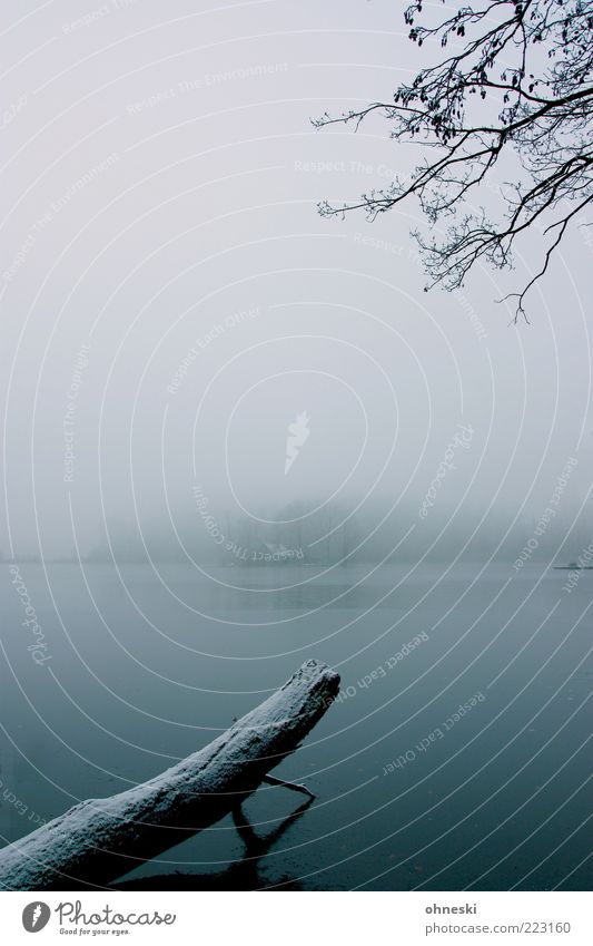 Stille Landschaft Wasser Winter Wetter schlechtes Wetter Nebel Eis Frost Baum Ast Moor Sumpf See Haus kalt Einsamkeit Gedeckte Farben Menschenleer