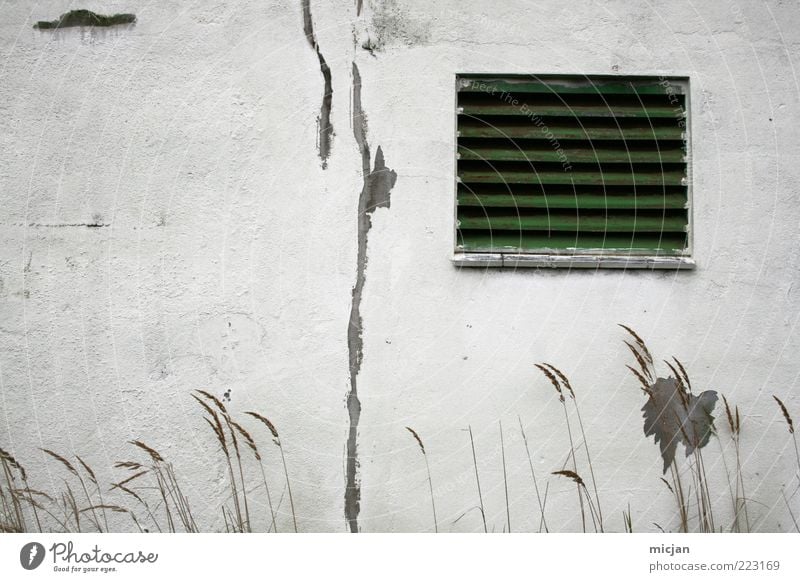 On summer days | Vanishing into the snow field Mauer Wand Fassade Fenster alt Idylle Natur Verfall Zeit Zerstörung grün weiß Putz Riss Grasspitze dreckig Furche