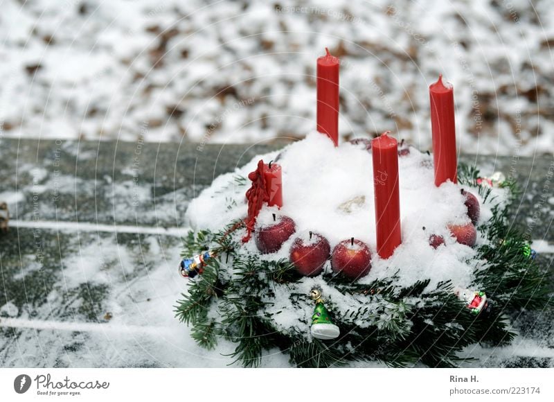 Advent im Wald... Feste & Feiern Natur Winter authentisch kalt grün rot weiß Gefühle Lebensfreude Vorfreude Glaube Erwartung einzigartig Religion & Glaube Kerze