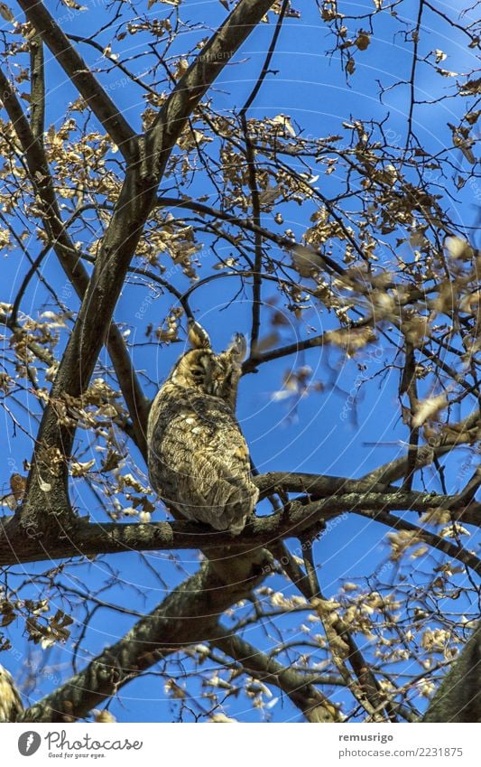 Eule, die in einem Baum sich versteckt Natur Tier Wald Vogel sitzen Schnabel Feder Waldohreule Raubtier Tierwelt weise Timisoara Rumänien Farbfoto Außenaufnahme