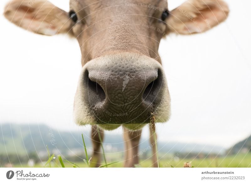 Neugierige Kuh auf der Weide Lebensmittel Fleisch Ernährung Gesunde Ernährung Ferien & Urlaub & Reisen Tourismus Sommer Arbeit & Erwerbstätigkeit Beruf Landwirt