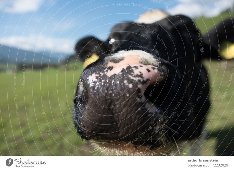 Kuhschnauze auf der Wiese Lebensmittel Fleisch Ernährung Ferien & Urlaub & Reisen Tourismus Sommer Sommerurlaub Landwirt Landwirtschaft Forstwirtschaft Umwelt