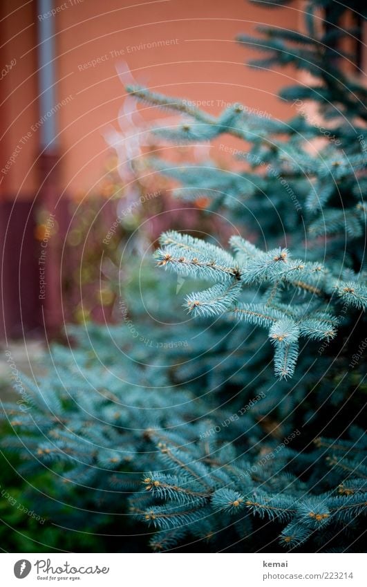 Zum Schmücken freigegeben Umwelt Natur Landschaft Pflanze Winter Baum Grünpflanze Wildpflanze Tanne Blautanne Tannenzweig Tannennadel Garten Park Wachstum blau