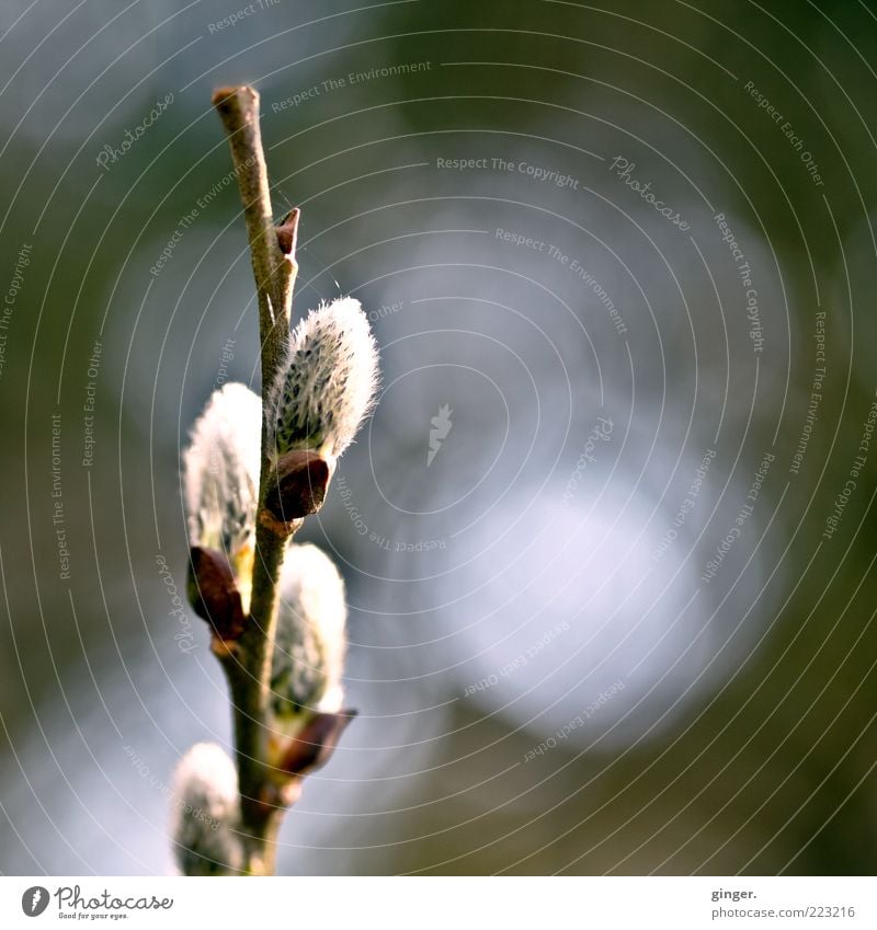 Weidenzweig Natur Pflanze Wachstum Weidenkätzchen Ast Zweige u. Äste weich Menschenleer Blütenknospen Pflanzenteile Farbfoto Gedeckte Farben Außenaufnahme