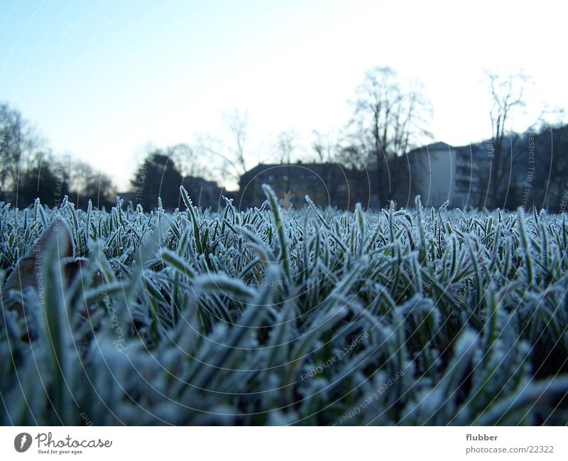 eines morgens Gras Wiese Tau Winter kalt gefroren nah Raureif Morgen blau Frost