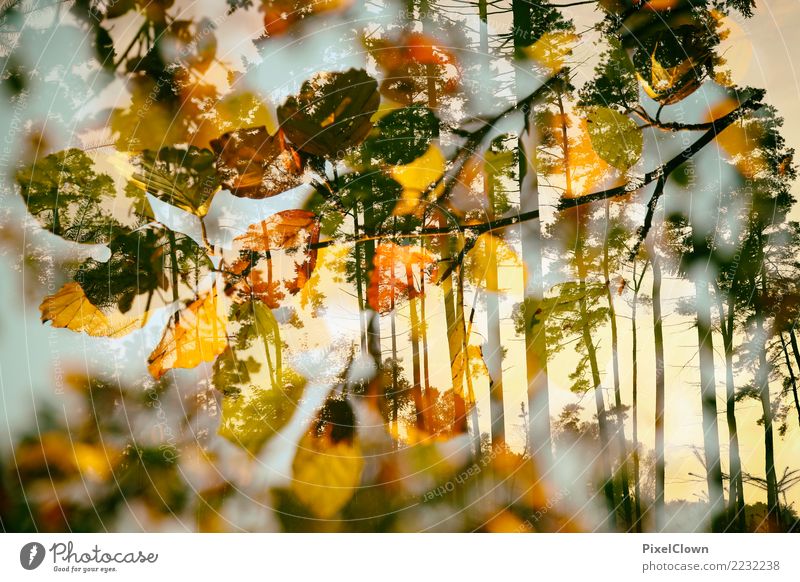 Waldleuchten Ferien & Urlaub & Reisen Tourismus Ausflug Sport Landwirtschaft Forstwirtschaft Natur Landschaft Pflanze Tier Nebel Baum Wildpflanze Blühend