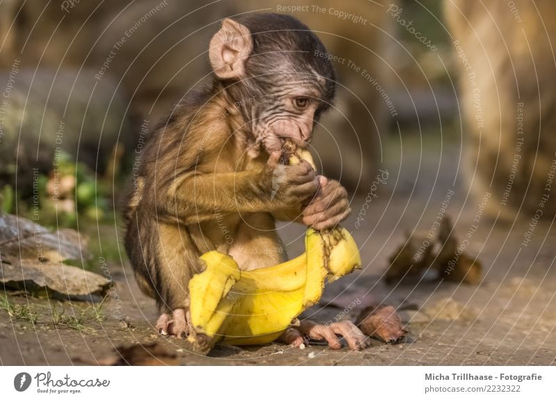 Affenbaby mit Banane Frucht Ernährung Natur Tier Sand Sonne Sonnenlicht Schönes Wetter Wildtier Tiergesicht Fell Pfote Äffchen Berberaffen Fingernagel Hand Ohr