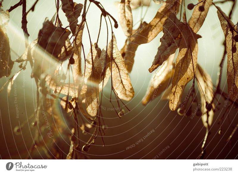 abhängen Natur Pflanze Baum Blatt Wildpflanze alt trocken Leben Verfall Vergänglichkeit Herbstfärbung herbstlich Herbstlaub färben Abenddämmerung Abendsonne