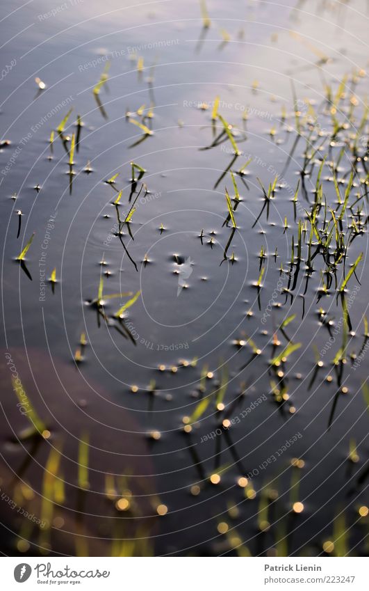 nasse Wiese Umwelt Natur Pflanze Urelemente Wasser Wetter Gras Blatt saftig grün Punkt Oberfläche feucht Teich Reflexion & Spiegelung Farbfoto mehrfarbig