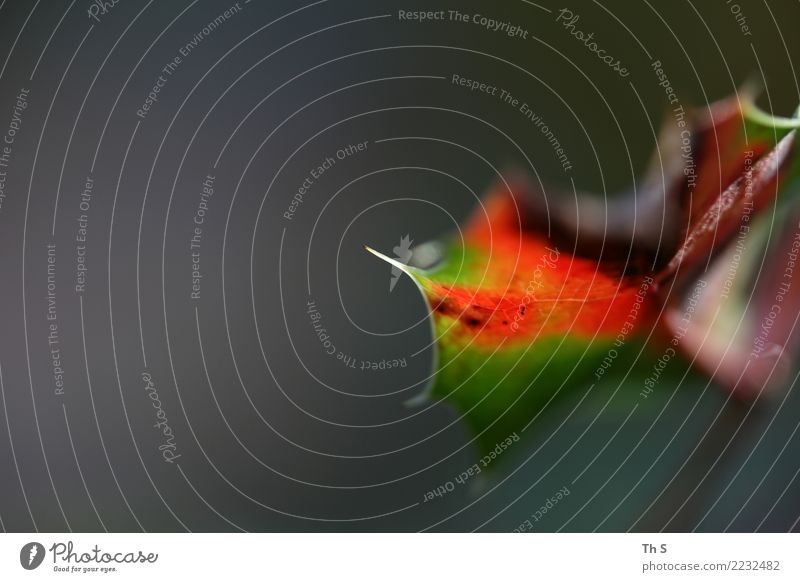 Blatt Natur Pflanze Sommer Herbst Winter Blühend verblüht ästhetisch authentisch einfach elegant natürlich Spitze braun grau grün rot weiß Gelassenheit geduldig