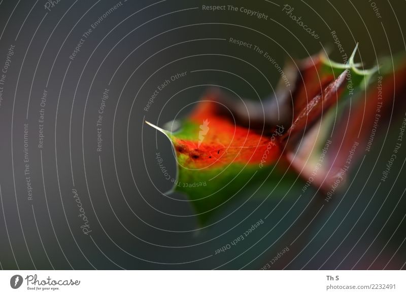 Blatt Natur Pflanze Sommer Herbst Winter Blühend verblüht ästhetisch authentisch einfach elegant natürlich Spitze braun grau grün rot weiß Gelassenheit geduldig