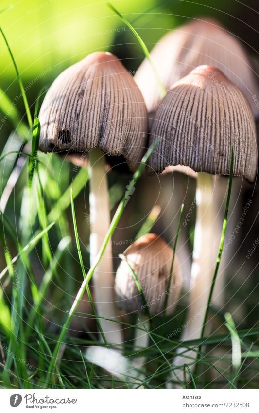 Pilze im Gras Natur Sommer Herbst Wildpflanze Wiese Wald Streifen braun grün Hut Lamelle Stengel Farbfoto Außenaufnahme Nahaufnahme Detailaufnahme Menschenleer