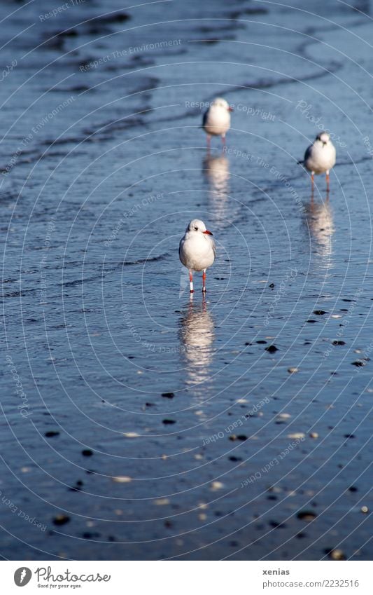 Die drei Möwen Natur Wasser Wellen Küste Strand Ostsee Meer Wildtier Vogel Muschel 3 Tier Tiergruppe blau weiß ruhig beobachten Neugier Dreieck Postkarte